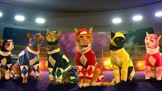 Mighty Morphin Meower Rangers  Ep 1 – A Meower Rangers Halloween [upl. by Eihpos]