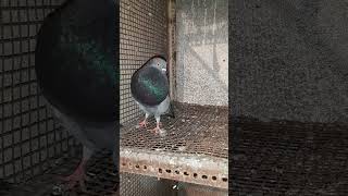 gaditanos pouter pigeon for sale [upl. by Cohbath]