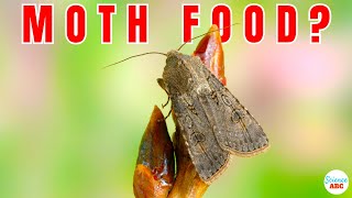 What Do Moths Eat [upl. by Lorraine]