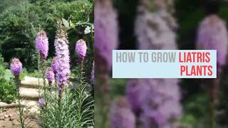 Liatris Growing Guide Blazing Star by GardenersHQ [upl. by Katheryn240]