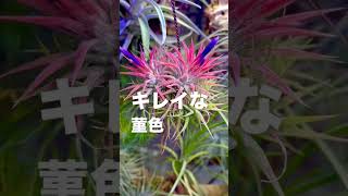 チランジアイオナンタの菫色のつぼみ 観葉植物 ボタニカルライフ エアプランツ ダイソー [upl. by Allsun]