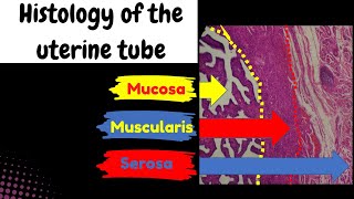 Histology of the uterine tube  mucosa muscularis and the serosa layers [upl. by Tarrsus]