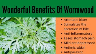 Wormwood Benefits [upl. by Engvall]