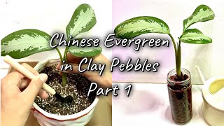 Grow Chinese Evergreen in Clay Pebbles PART 1 [upl. by Leia476]