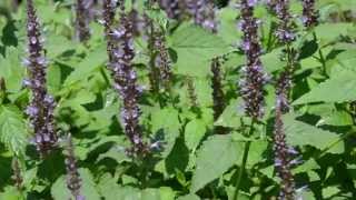 Agastache Astello Indigo [upl. by Innos]