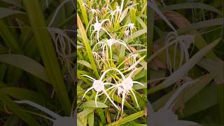 Beautiful flowering in white lily plants gardening shortvideo shortsfeed [upl. by Supat]