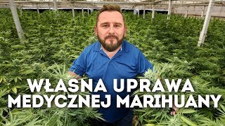 MARIHUANA medyczna  jak zacząć polskie uprawy i dlaczego są tak ważne [upl. by Tavia270]