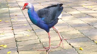 Feeding Bird  How to choose the right kind of bird food  Wildlife Park [upl. by Shotton]