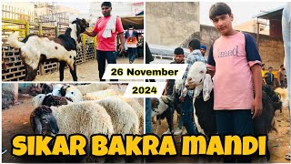 jaipur sikar goat market live update 26112024 sikar bakra mandi new video [upl. by Anairo88]