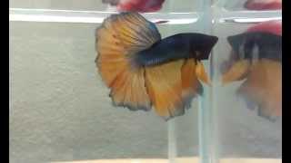 Mustard gas halfmoon BettaFighter fish male for Sale at ONLY BETTAS [upl. by Naloj]