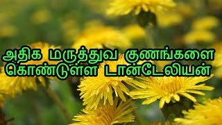 அதிக மருத்துவ குணங்களை கொண்டுள்ள டான்டேலியன் [upl. by Alyel]