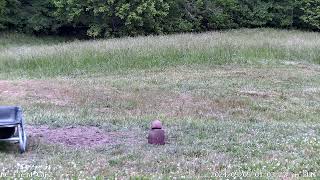 North Carolina Field Cam Live Stream [upl. by Enyt863]