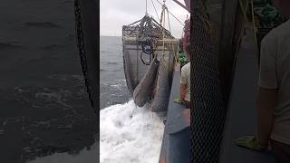 Trawl Catching Clams  Clams  Fishermens Life  Seafood [upl. by Atir]