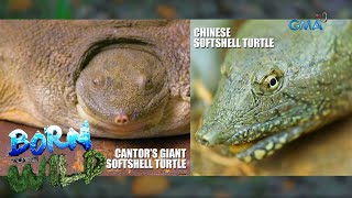 Born to be Wild Chinese softshell turtle vs Cantors giant softshell turtle [upl. by Anaitat792]