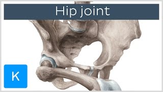 Hip joint  Bones ligaments blood supply and innervation  Anatomy  Kenhub [upl. by Curt]