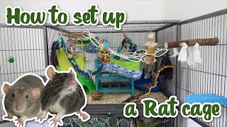 How to set up a Rat cage [upl. by Gladwin615]