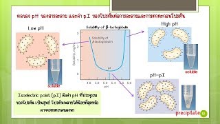 Biochem Lab I Physicochemical properties of proteins [upl. by Joelie]