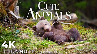 Cute Baby Animals 🐻 4K  Relaxation Film with Peaceful Relaxing Music and Animals Video Ultra HD [upl. by Fannie]