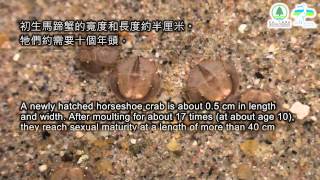 鱟的一生 The life history of horseshoe crab [upl. by Eliades]