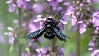 Пчелаплотник Пчела из Красной книги  Xylocopa valga [upl. by Erret]