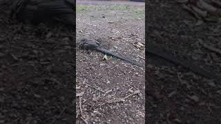 Tintin the speckled mousebird  taking a dust bath before heading off into the trees to sleep [upl. by Anastassia]