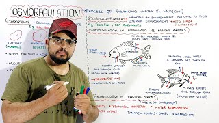 Osmoregulation Osmoregulators amp Osmoconformers Osmoregulation in freshwater marine amp terrestial [upl. by Sabrina]