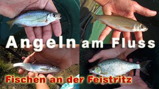 Angeln am Fluss  Fischen an der Feistritz  4 Fischarten [upl. by Rehptosirhc]