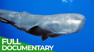 Sperm Whales  Titans of the Deep  Free Documentary Nature [upl. by Blain]