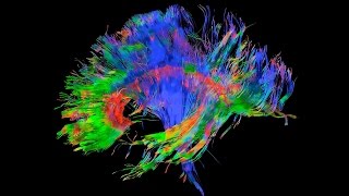 Lecture 3 The Structure of the Neocortex [upl. by Garihc]