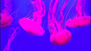 Phylum Cnidaria Part 1 Introduction and Broad Characteristics [upl. by Llekram]