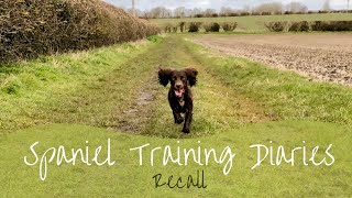 Gundog Training  Recall [upl. by Lanita]