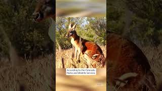 Runaway Durango Roo Roams Colorado Streets shorts [upl. by Warfield]