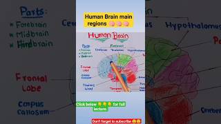 Structure Of Human BrainHuman BrainForebrainMidbrain and Hindbrain Function of human brain 🧠🧠 [upl. by Hedwiga]