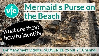 Mermaids Purse on the Beach [upl. by Melody278]