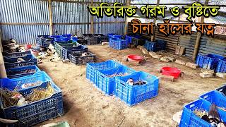 অতিরিক্ত গরম ও বৃষ্টিতে চীনা হাঁসের যত্ন লালন পালন। Muscovy Duck Farming। চীনাহাঁস পালন পদ্ধতি ২০২৪ [upl. by Alf901]