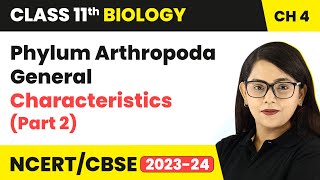 Phylum Arthropoda General Characteristics Part 2  Class 11 Biology Chapter 4  NCERTCBSE [upl. by Blas]