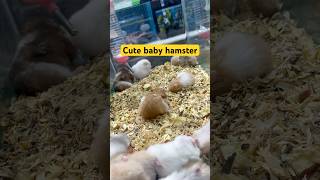 Adorable Baby Hamster  Cuteness Overload [upl. by Mailiw]