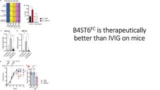 B4ST6FC Glycosyltransferase engineered antibody has better therapeutic results on mice Code 692 [upl. by Rama446]