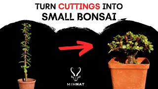 Easily turn cuttings into small BONSAI  Spekboom  Dwarf Jade [upl. by Yenar852]