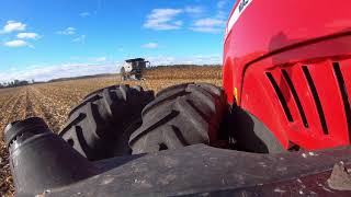 Corn Harvest at Elm Creek MB by Gleaner S98 in 2021 [upl. by Nylassej914]