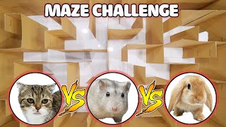 Funny Cats  Cat Kitten vs Hamster vs Rabbit Who is the BEST  Battle in the GAINT Maze [upl. by Hilliard]