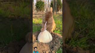 Rabbit drinking coconut water [upl. by Tanya]