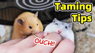 How to Tame Hamster and Minimise Biting [upl. by Ettenotna773]