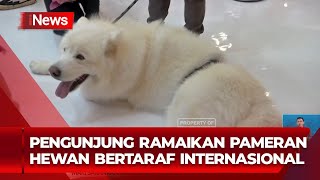 Pameran Hewan Peliharaan Terbesar di Indonesia di IIPE Ice BSD City  iNews Siang 0809 [upl. by Katzir]