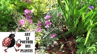 Tuto jardin œillet mignardise Comment faire la Taille et lentretien Plante vivace [upl. by Theran161]