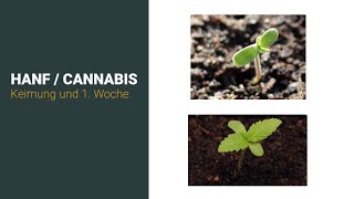 🌱 Cannabis anbauen für Anfänger  1 Woche Keimung in Erde ☀️ [upl. by Lenz]