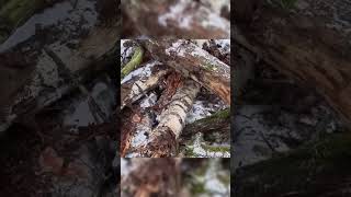 Part 2 Tarp Camping in the Snow bushcraft camp camping survival shelter wildlife outdoors [upl. by Shaver521]