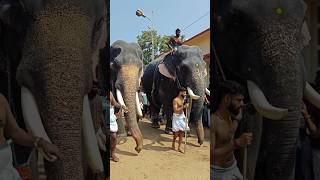 ഈ പാപ്പാന്മാരുടെ പെരുമാറ്റം 😍❤️ keraleeyan elephant aana [upl. by Enileda]