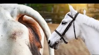 hybrid animals cow and horse breedin first time village treatment video [upl. by Eyot615]