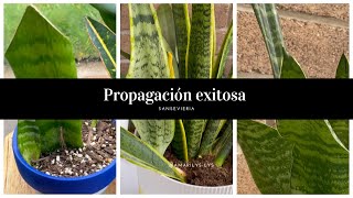 Guía ÚLTIMA de Sansevieria cuidados propagación tips y enfermedades [upl. by Eissahc269]